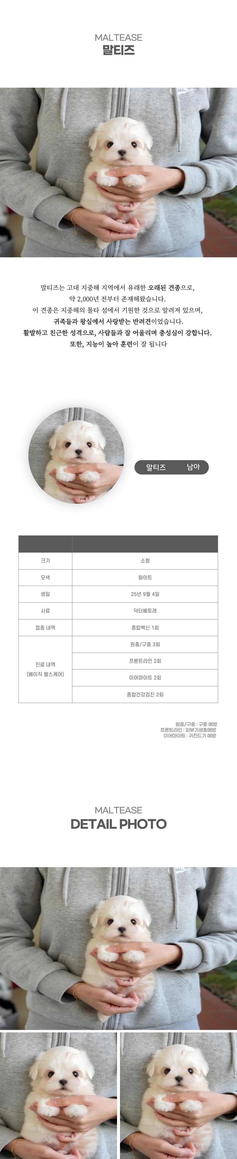 말티즈_상세이미지_2